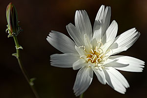 Desert Chicory flower (white) in Superstition Mountains