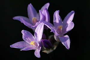 Blue Dicks flowers (Dichelostemma capitatum) in Superstitions