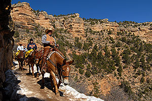 Mule Guide and tourists riding mules along Bright Angel Trail in Grand Canyon
