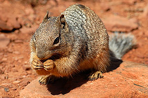 Friendly Squirrel in Grand Canyon, at lookout of 2mile Resthouse