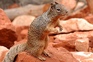 Friendly Squirrel in Grand Canyon, at lookout of 2mile Resthouse