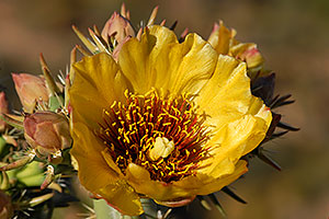 Yellow flower of Cholla Cactus in Superstitions