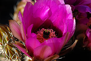 Purple flowers of Hedgehog Cactus in Saguaro National Park