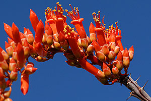 Orange-red Ocotillo flower in Saguaro National Park