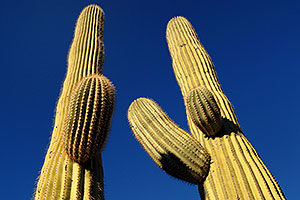 Saguaro cactus in Saguaro National Park