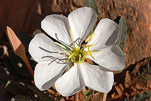 Large White flower along Havasupai Trail