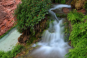 A spring near Mooney Falls flowing into Havasu Creek below