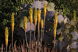 Yellow agave flowers in Superstitions