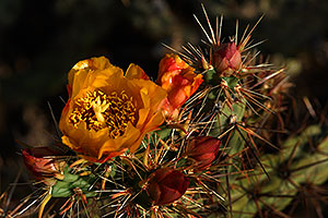 Orange flower of Cholla cactus in Superstitions
