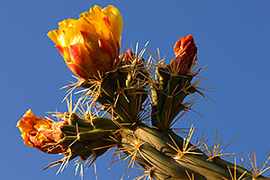 Orange flower of Cholla cactus in Superstitions