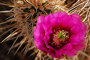 Purple flower of Hedgehog Cactus in Superstitions