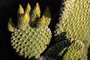 Prickly Pear Cactus in Superstitions