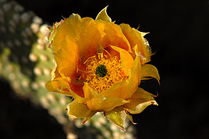 Yellow flowers of Prickly Pear Cactus in Superstitions