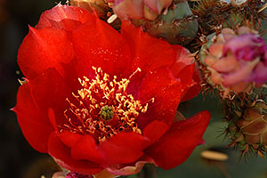 Red flowers of Prickly Pear Cactus in Superstitions