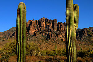 Saguaro Cactus in Superstitions