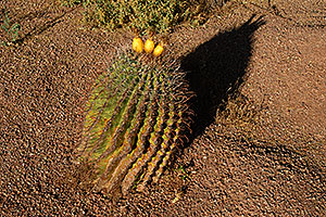 Fishook Barrel Cactus in Superstitions