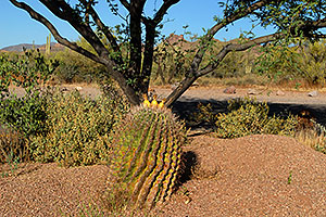 Fishook Barrel Cactus in Superstitions