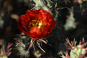 Buckhorn Cactus flower in Superstitions
