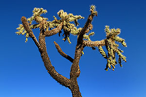 Fruit Cholla Cactus in Superstitions