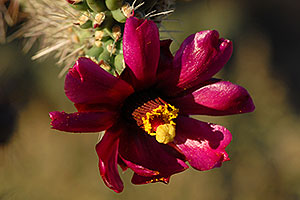 Buckhorn Cholla flower in Superstitions