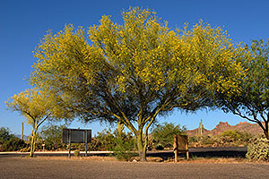 Palo Verde tree in Superstitions