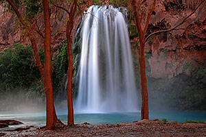 First light on cottonwood trees in the morning at Havasu Falls - 120 ft drop (37 meters)
