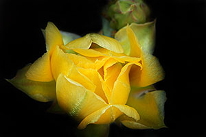 Yellow flower of Prickley Pear Cactus along Havasupai Trail