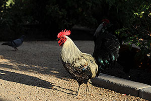 Gray and black Rooster in Phoenix