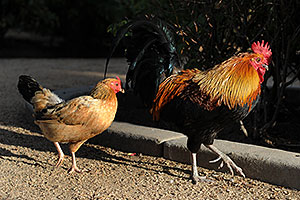 Orange and black Rooster followed by a Chicken in Phoenix