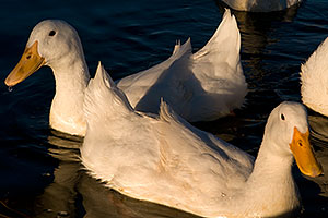 White Domestic Ducks at Discovery Park