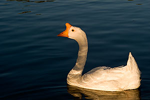 White Chinese Goose at the pond of Discovery Park