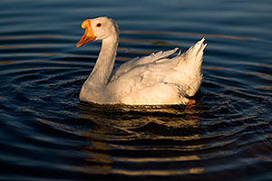 White Chinese Goose at the pond of Discovery Park