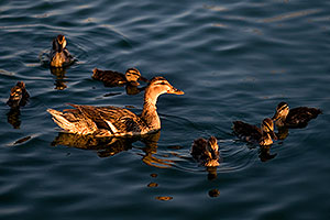 Mom duck and 6 baby ducklings at Freestone Park