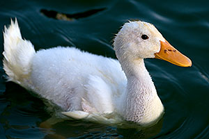 Young white duck in a pond at Freestone Park