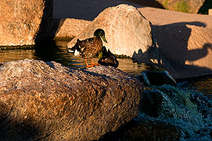 Ducks at Freestone Park