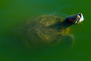Red-eared slider turtle appearing like a submarine from below the surface at the pond of Freestone Park