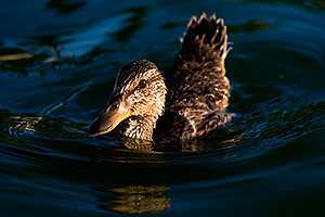 Mallard Duck [female] at Freestone Park