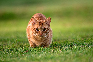 Cat at Freestone Park