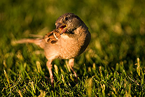 House Sparrow [female] at Freestone Park