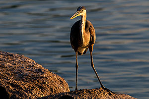 Great Blue Heron on a rock at Freestone Park