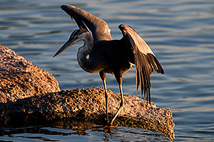 Great Blue Heron spreading his wings on a rock at Freestone Park