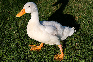 White Duck at Freestone Park