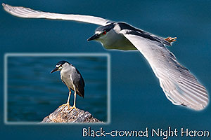 Black Crowned Night Heron at Freestone Park