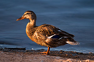 Female duck at Riparian Preserve