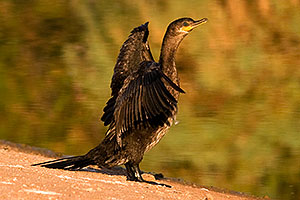Cormorant at Riparian Preserve