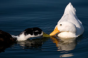 Ducks kissing at Riparian Preserve