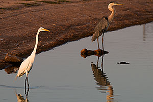 Great Egret [left] and Great Blue Heron [right] at Riparian Preserve