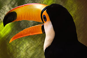 Toucan at the Phoenix Zoo