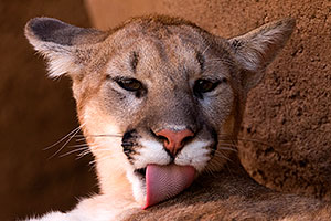 Mountain Lion showing his tongue at the Phoenix Zoo