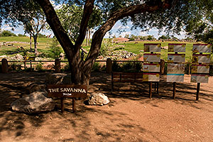 Savanna at the Phoenix Zoo